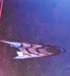 Nave de Arcturus Identificada Próxima da Estação Espacial Internacional (ISS)
