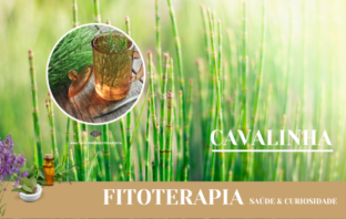 Fitoterapia – “Cavalinha”