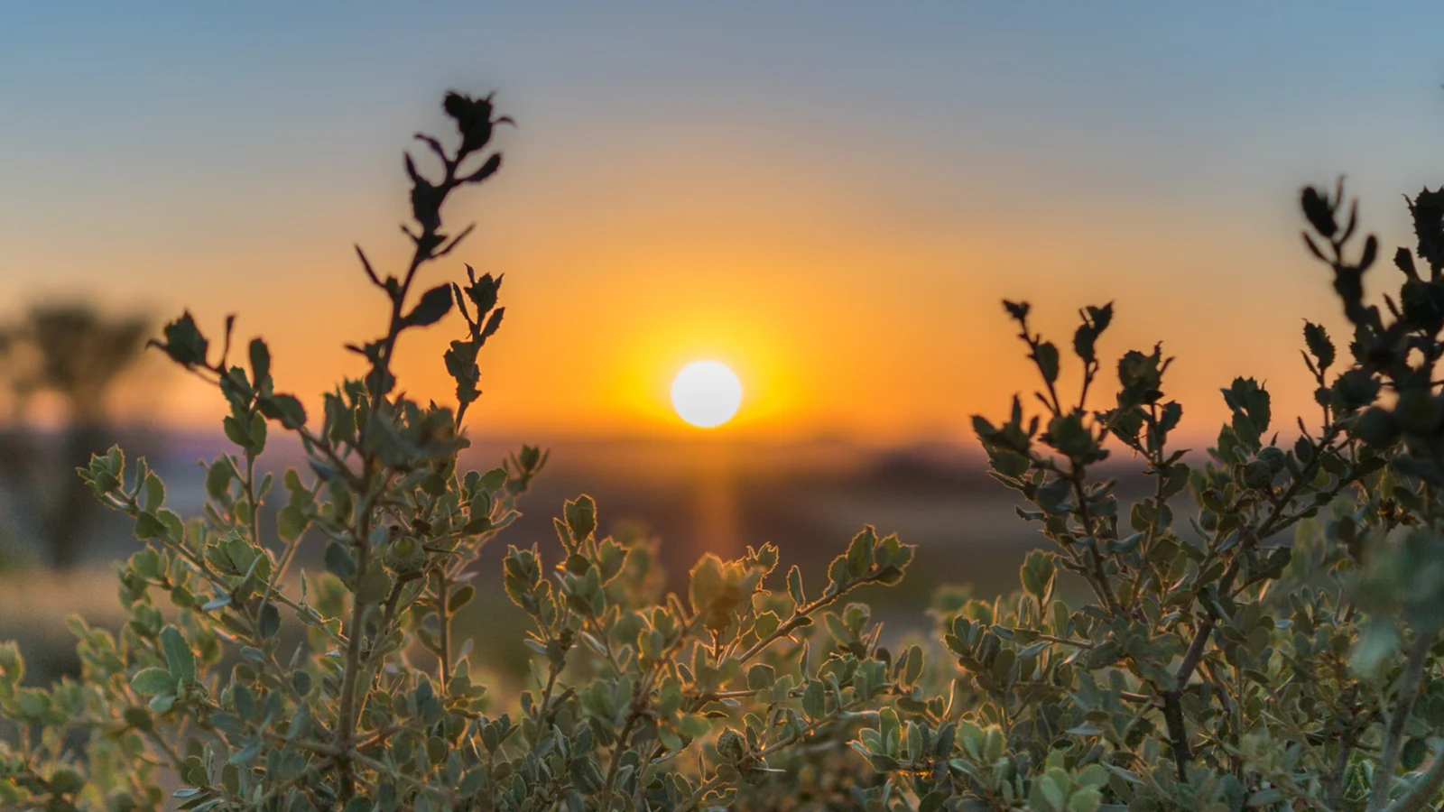 canalização de Sanhia sobre como encontrar a paz no momento presente e superar a solidão